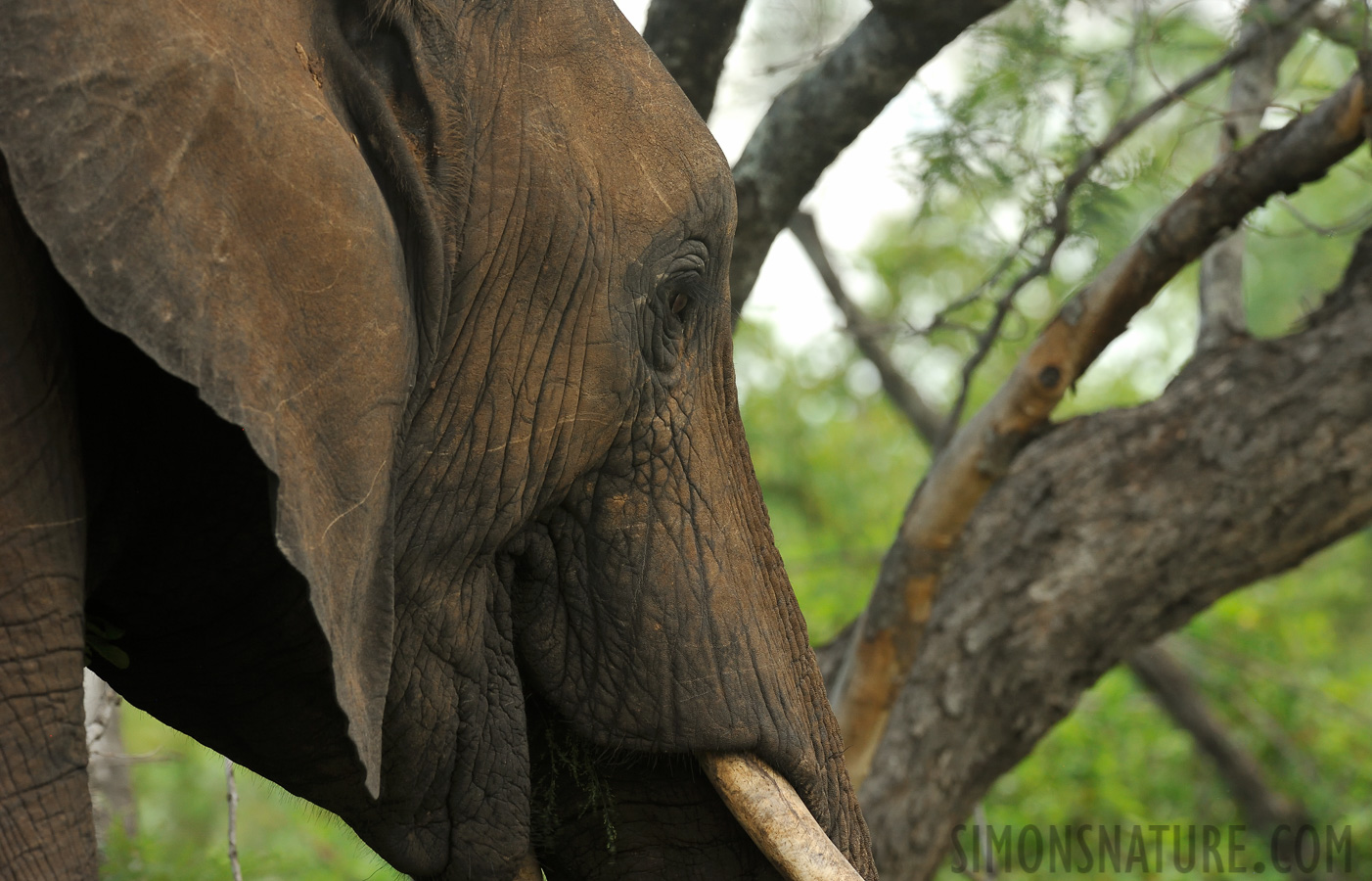 Loxodonta africana [380 mm, 1/200 Sek. bei f / 8.0, ISO 1600]